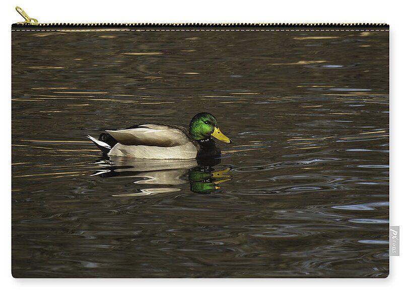 Drake Mallard Duck Carry-all Pouch featuring the photograph Mallard Drake by Thomas Young