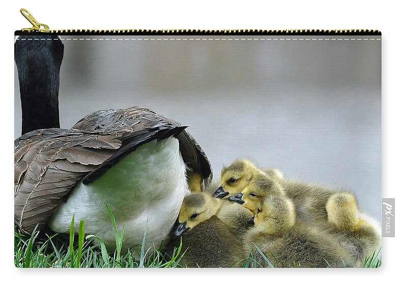 Landscapes Zip Pouch featuring the photograph Mama and Goslings by Lisa Phillips