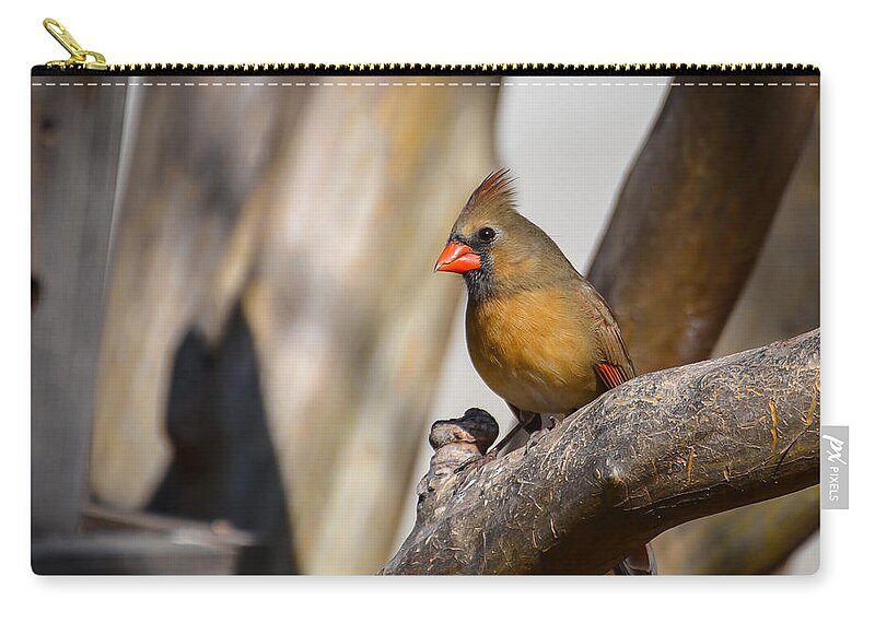 Cardinal Zip Pouch featuring the photograph Mama Cardinal by David Downs