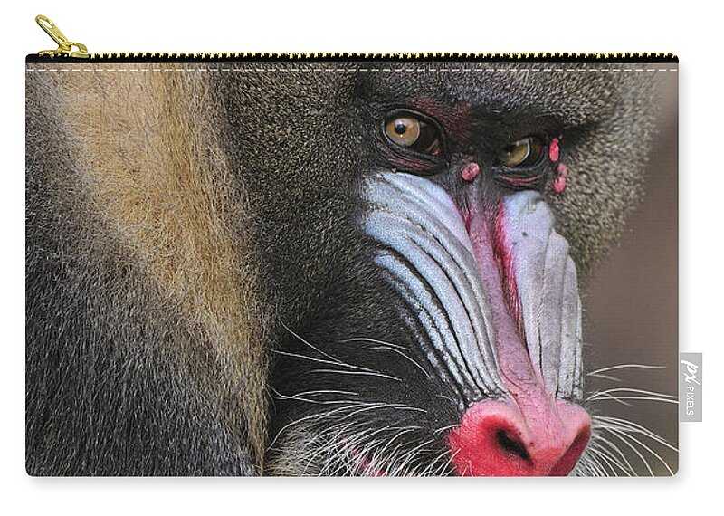 Feb0514 Zip Pouch featuring the photograph Mandrill Male by Thomas Marent
