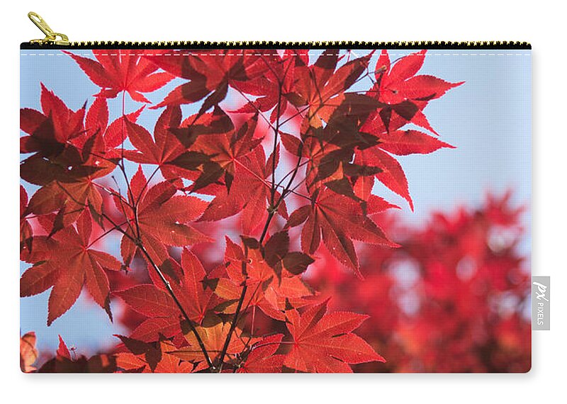 Autumn Zip Pouch featuring the photograph Maple Leaves by Parker Cunningham
