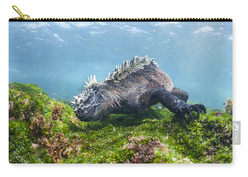 Tui De Roy Carry-all Pouch featuring the photograph Marine Iguana Feeding On Algae Punta by Tui De Roy
