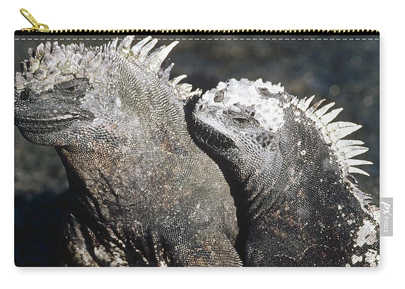 Feb0514 Zip Pouch featuring the photograph Marine Iguana Male And Female Galapagos by Tui De Roy