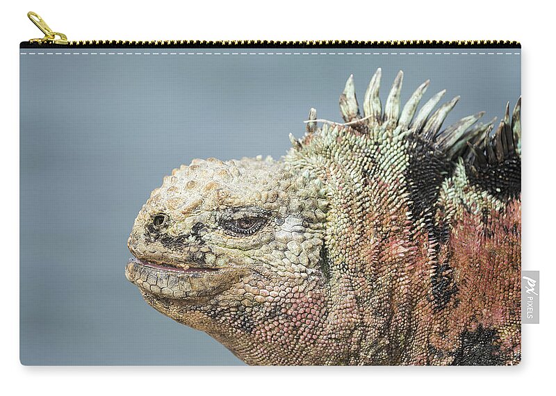 Tui De Roy Zip Pouch featuring the photograph Marine Iguana Male In Breeding Colors by Tui De Roy