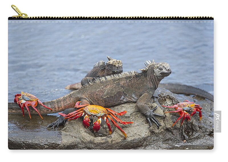 Tui De Roy Zip Pouch featuring the photograph Marine Iguana Pair And Sally Lightfoot by Tui De Roy
