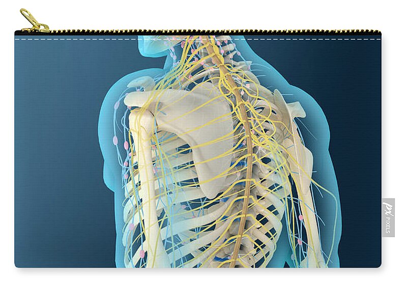Vertical Zip Pouch featuring the digital art Medical Illustration Of Human Brain by Stocktrek Images