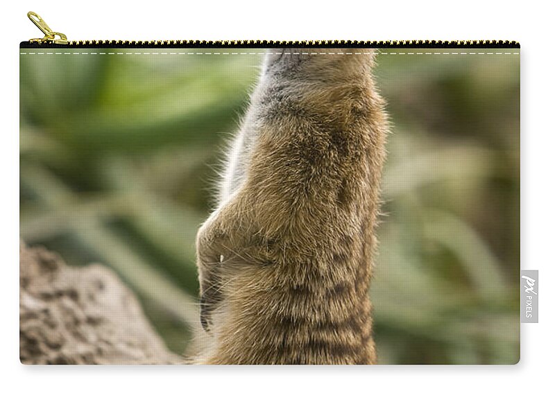 Adapted Photographs Zip Pouch featuring the photograph Meerkat Mongoose Portrait by David Millenheft
