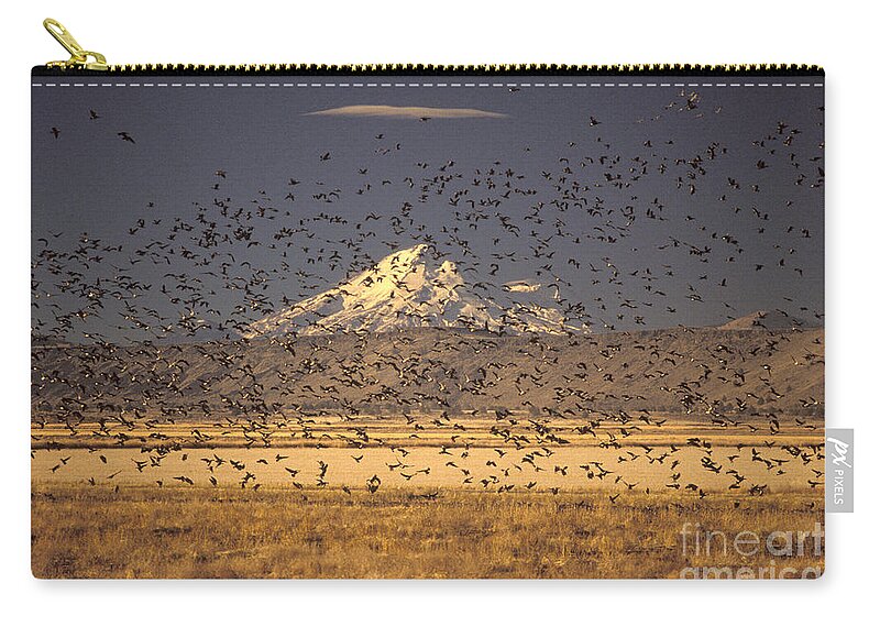 Animal Zip Pouch featuring the photograph Migrating Flock Canada Geese by Ron Sanford
