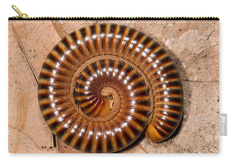 Konrad Wothe Zip Pouch featuring the photograph Millipede In Defensive Posture Panguana by Konrad Wothe