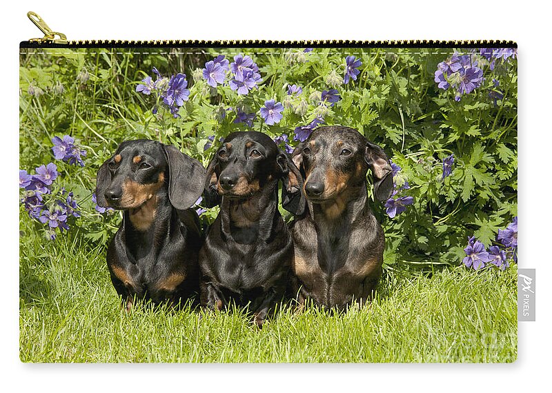 Dachshund Zip Pouch featuring the photograph Miniature Short-haired Dachshunds by John Daniels