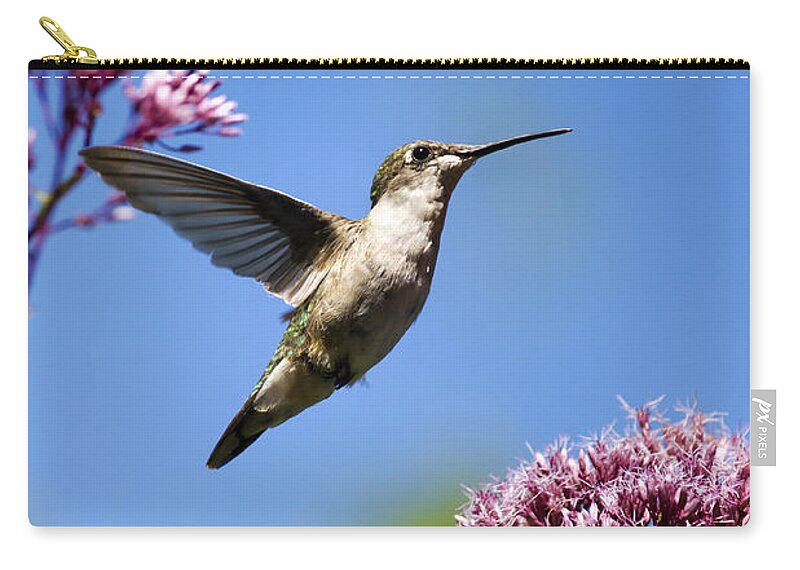 Hummingbird Zip Pouch featuring the photograph Modern Beauty by Christina Rollo