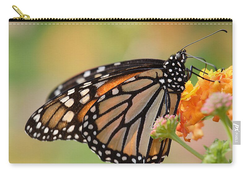 Monarch Butterfly With Backlit Wings Zip Pouch featuring the photograph Monarch Butterfly With Backlit Wings by Daniel Reed