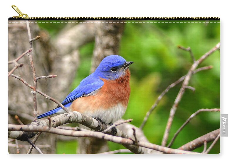 Bluebird Zip Pouch featuring the photograph Morning Bluebird by Kathy Baccari