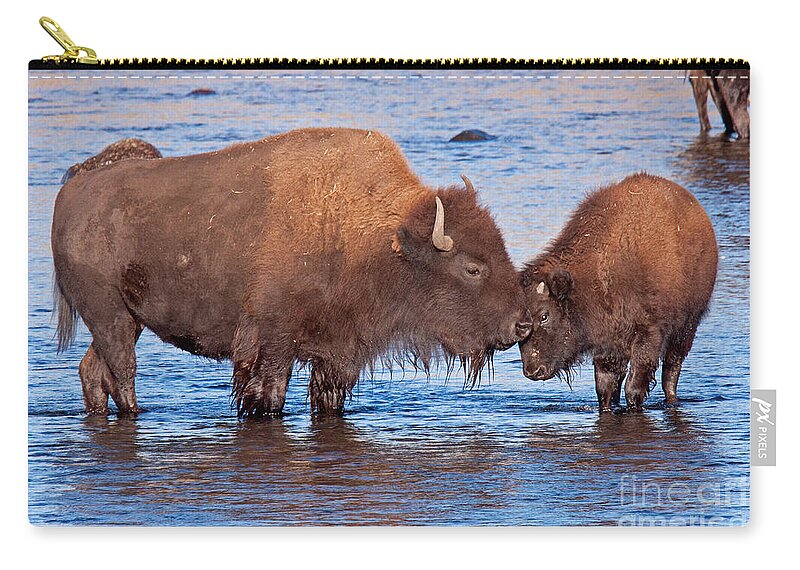 Autumn Zip Pouch featuring the photograph Mother and Calf Bison in the Lamar River in Yellowstone National Park by Fred Stearns