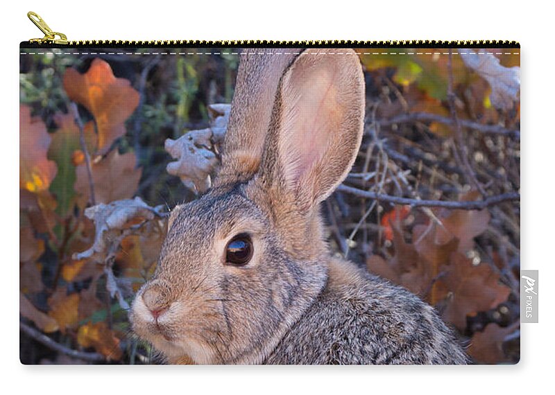 Cottontail Zip Pouch featuring the photograph Mountain Cottontail Bunny by Kathleen Bishop