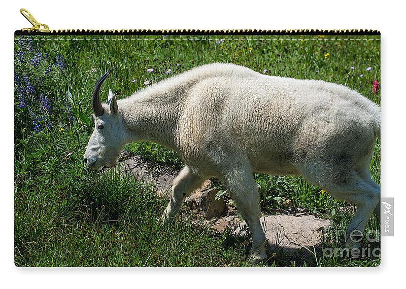 Mountain Goat Zip Pouch featuring the photograph Mountain Goat and Wildflowers by Gary Whitton