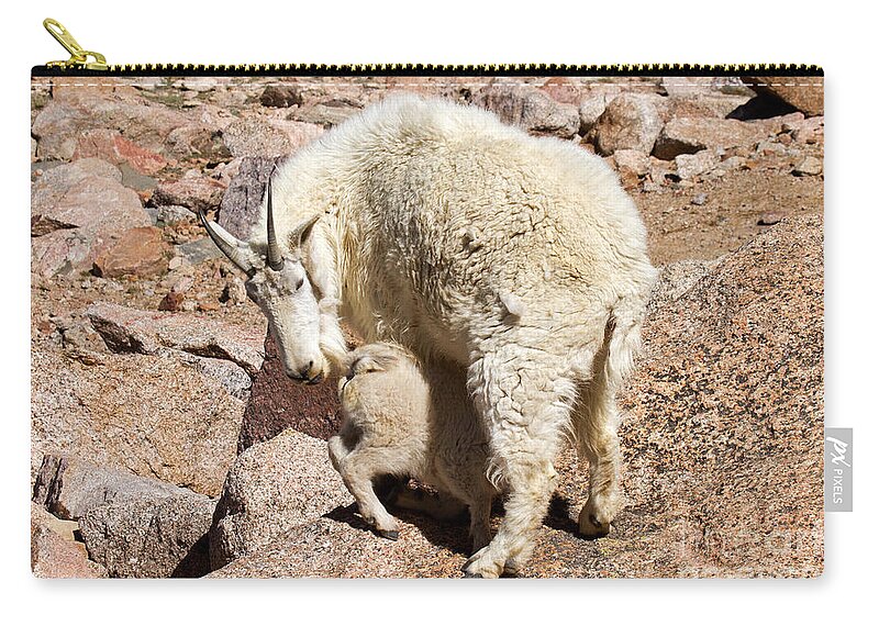 Arapaho National Forest Zip Pouch featuring the photograph Mountain Goat Kid at Lunch Time on Mount Evans by Fred Stearns