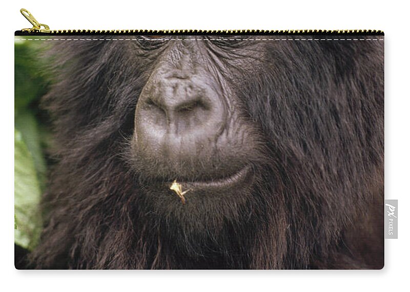 00201174 Zip Pouch featuring the photograph Mountain Gorilla Juvenile by Gerry Ellis