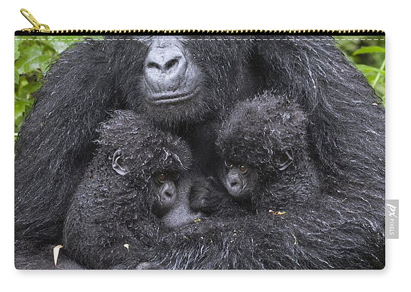 Feb0514 Carry-all Pouch featuring the photograph Mountain Gorilla Mother And Twins by Suzi Eszterhas