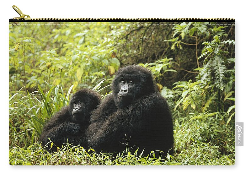 00192673 Zip Pouch featuring the photograph Mountain Gorilla Pair Sitting by Konrad Wothe