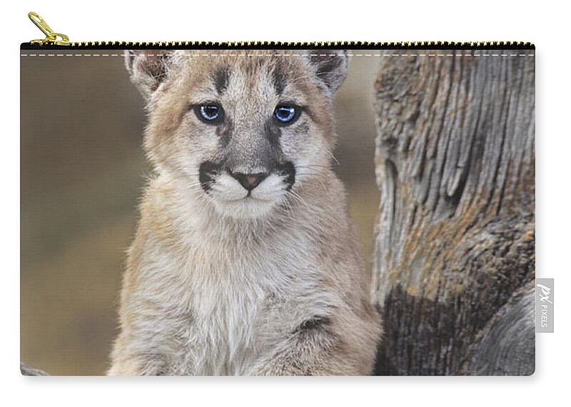 Mountain Lion Zip Pouch featuring the photograph Mountain Lion Cub by Dave Welling