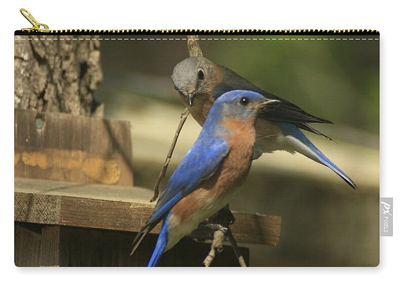 Bluebird Zip Pouch featuring the photograph Mr. and Mrs. Bluebird by Sandra Clark