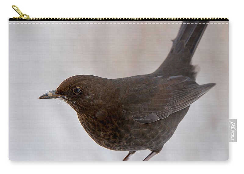 Mrs Blackbird And Peanuts Carry-all Pouch featuring the photograph Mrs Blackbird and the peanuts by Torbjorn Swenelius