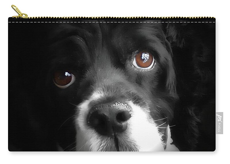 American Cocker Spaniel Zip Pouch featuring the photograph My Boy Maxwell Schmart by Lilliana Mendez