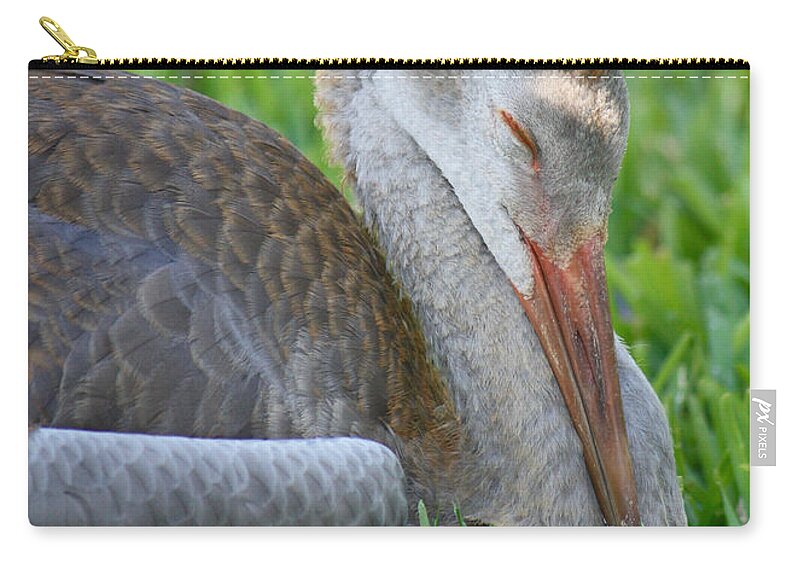 Sandhill Crane Chick Zip Pouch featuring the photograph Napping Sandhill Baby by Carol Groenen