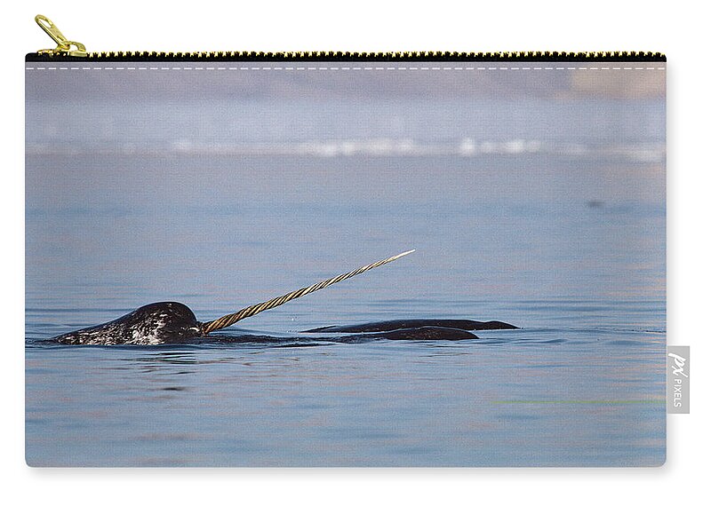 Feb0514 Zip Pouch featuring the photograph Narwhal Male Baffin Island Canada by Flip Nicklin