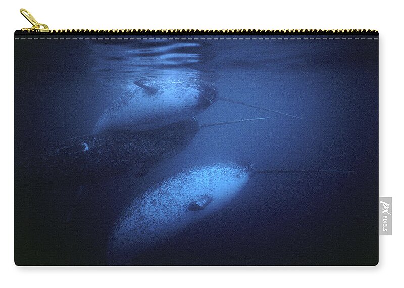 Feb0514 Zip Pouch featuring the photograph Narwhal Males Underwater Baffin Isl by Flip Nicklin