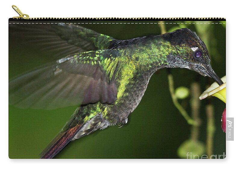 Rufous Tailed Hummingbird Zip Pouch featuring the photograph Nectar feeding Hummingbird by Heiko Koehrer-Wagner