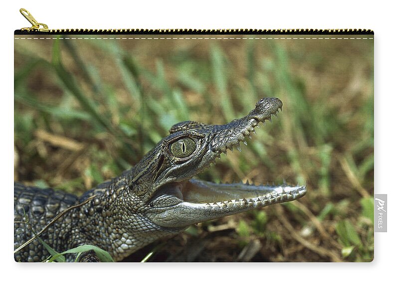 Feb0514 Zip Pouch featuring the photograph New Guinea Crocodile Baby New Guinea by Konrad Wothe