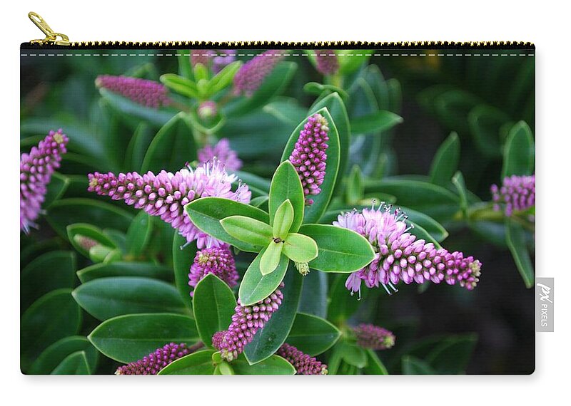 Plant Attribute Zip Pouch featuring the photograph New Zealand Hebe Flower by Lazingbee