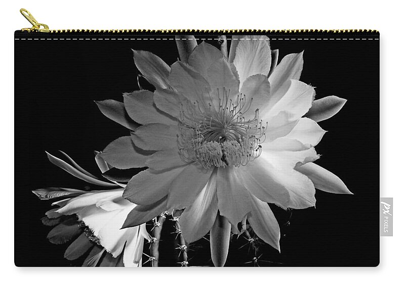  Night Blooming Cereus Cactus Flower Zip Pouch featuring the photograph Nightblooming Cereus Cactus Flower by Susan Duda