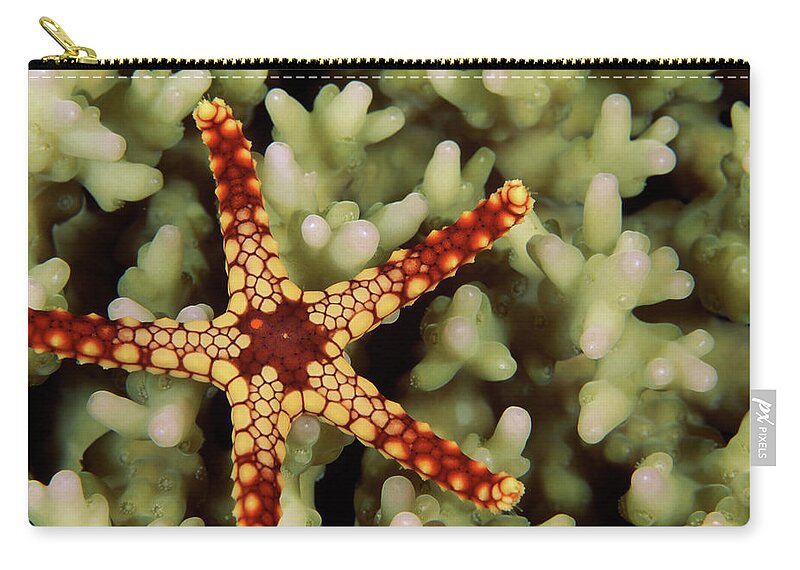 Photography Zip Pouch featuring the photograph Noduled Sea Star Fromia Nodosa On Coral by Animal Images