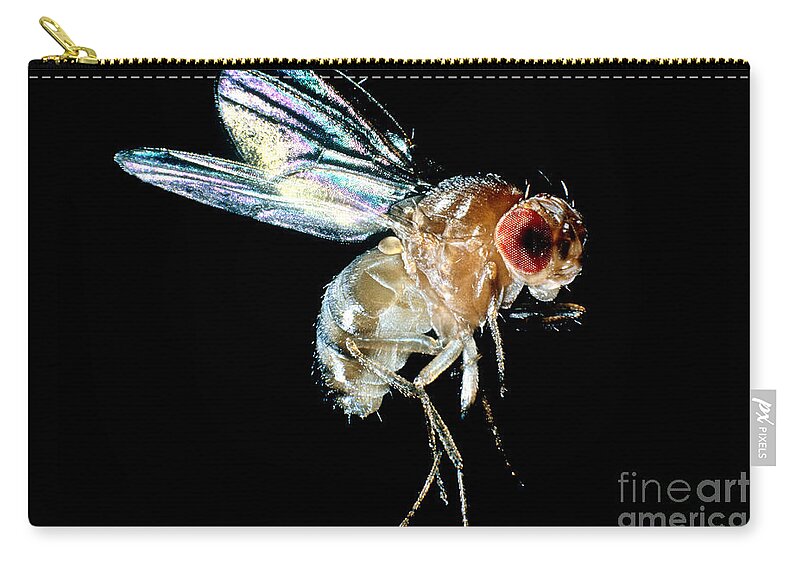 Drosophila Zip Pouch featuring the photograph Normal Red-eyed Fruit Fly by Darwin Dale