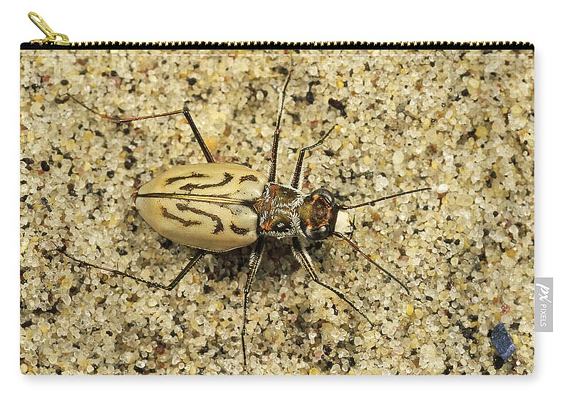 Feb0514 Zip Pouch featuring the photograph Northern Beach Tiger Beetle Marthas by Mark Moffett