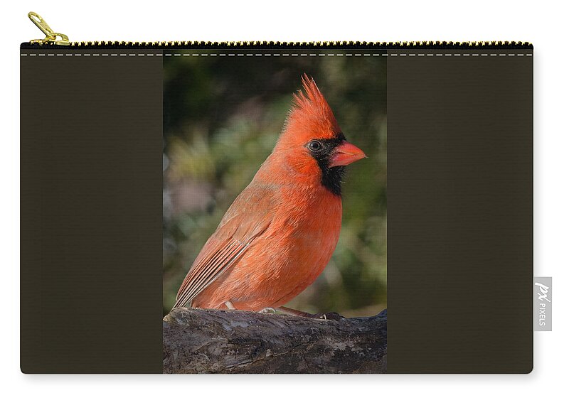 Close Up Of Northern Cardinal Male Zip Pouch featuring the photograph Northern Cardinal 2 by Kenneth Cole