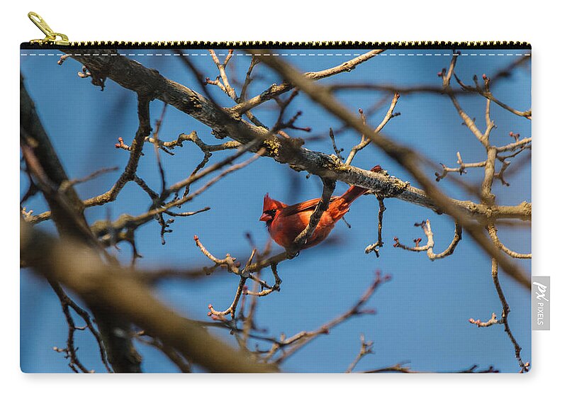 Cardinal Zip Pouch featuring the photograph Northern Cardinal by SAURAVphoto Online Store