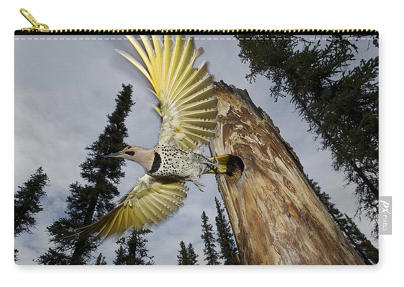 Michael Quinton Zip Pouch featuring the photograph Northern Flicker Leaving Nest Cavity by Michael Quinton