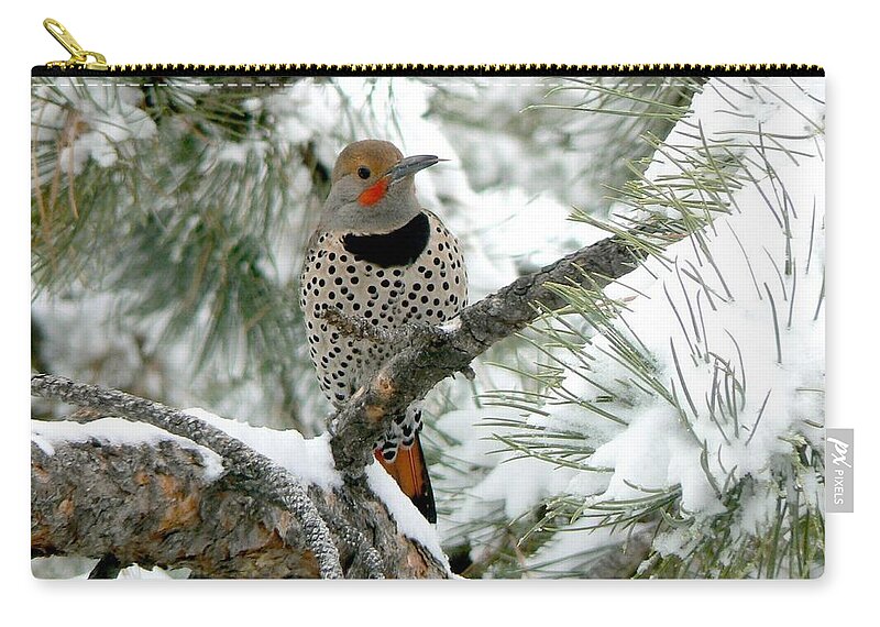Colorado Zip Pouch featuring the photograph Northern Flicker on Snowy Pine by Marilyn Burton