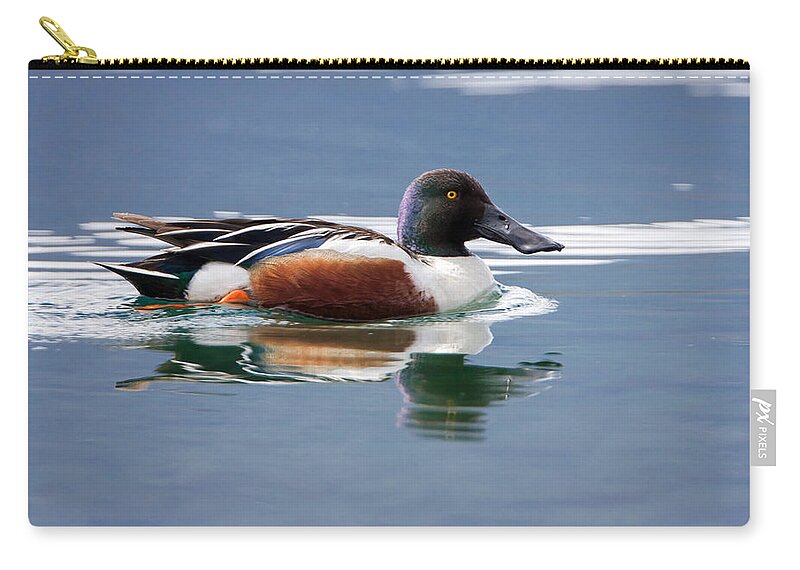 Duck Zip Pouch featuring the photograph Northern Shoveler by Jack Bell