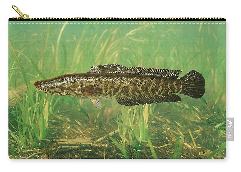 Animal Zip Pouch featuring the photograph Northern Snakehead by USGS and USFWS/ Science Source