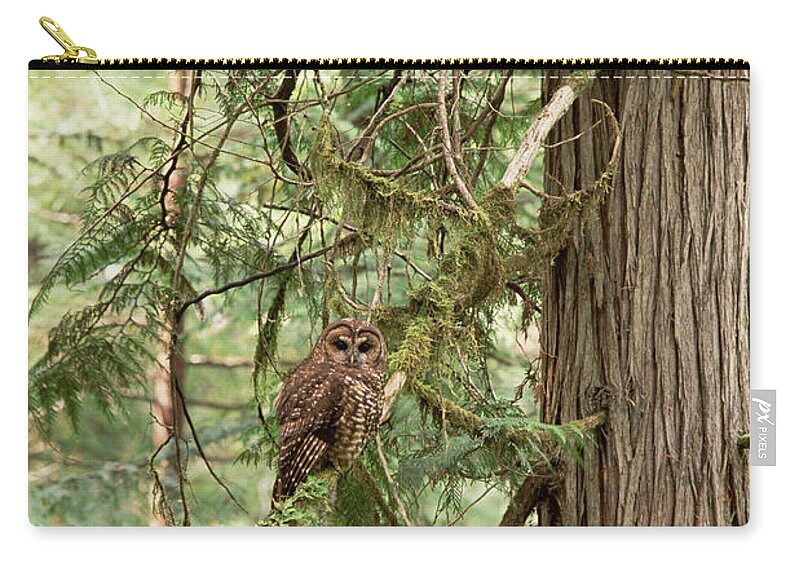 Feb0514 Zip Pouch featuring the photograph Northern Spotted Owl Pacific Northwest by Gerry Ellis