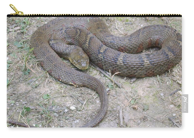 Red Banded Water Snake Zip Pouch featuring the photograph Northern Water Snake by Joshua Bales