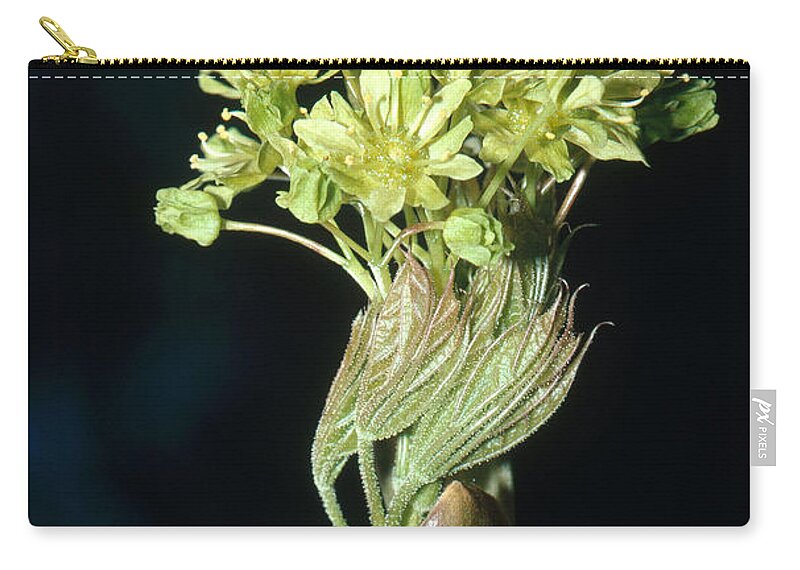 Acer Zip Pouch featuring the photograph Norway Maple Flowers by Robert J. Erwin