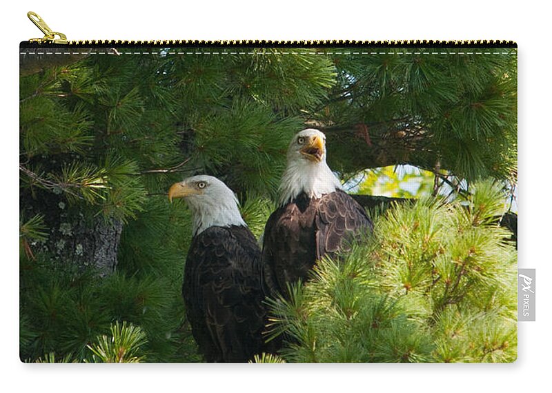 Bald Eagle Zip Pouch featuring the photograph Not Listening by Brenda Jacobs