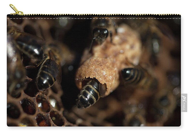 Worker Bees Zip Pouch featuring the photograph Nurse Bees Take Care Of A Queen Bee Egg by Chico Sanchez