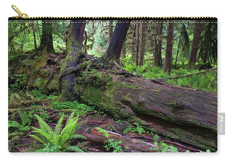 Tranquility Zip Pouch featuring the photograph Nurselog In The Temperate Rainforest by Ed Reschke